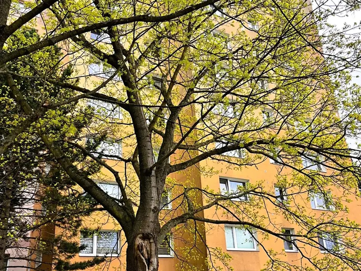 Prodej bytu 1+1 39 m²