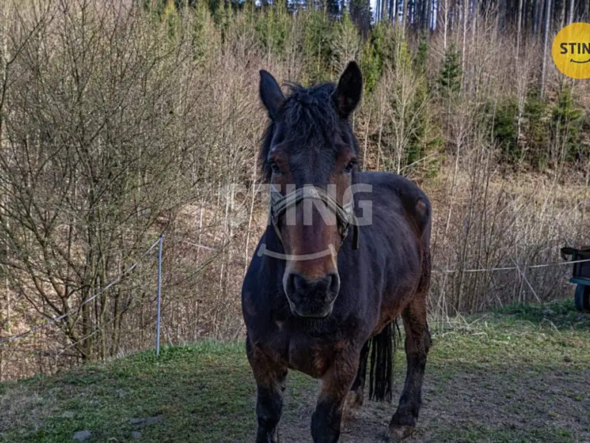 Prodej zemědělské usedlosti 68 m², pozemek 7521 m²