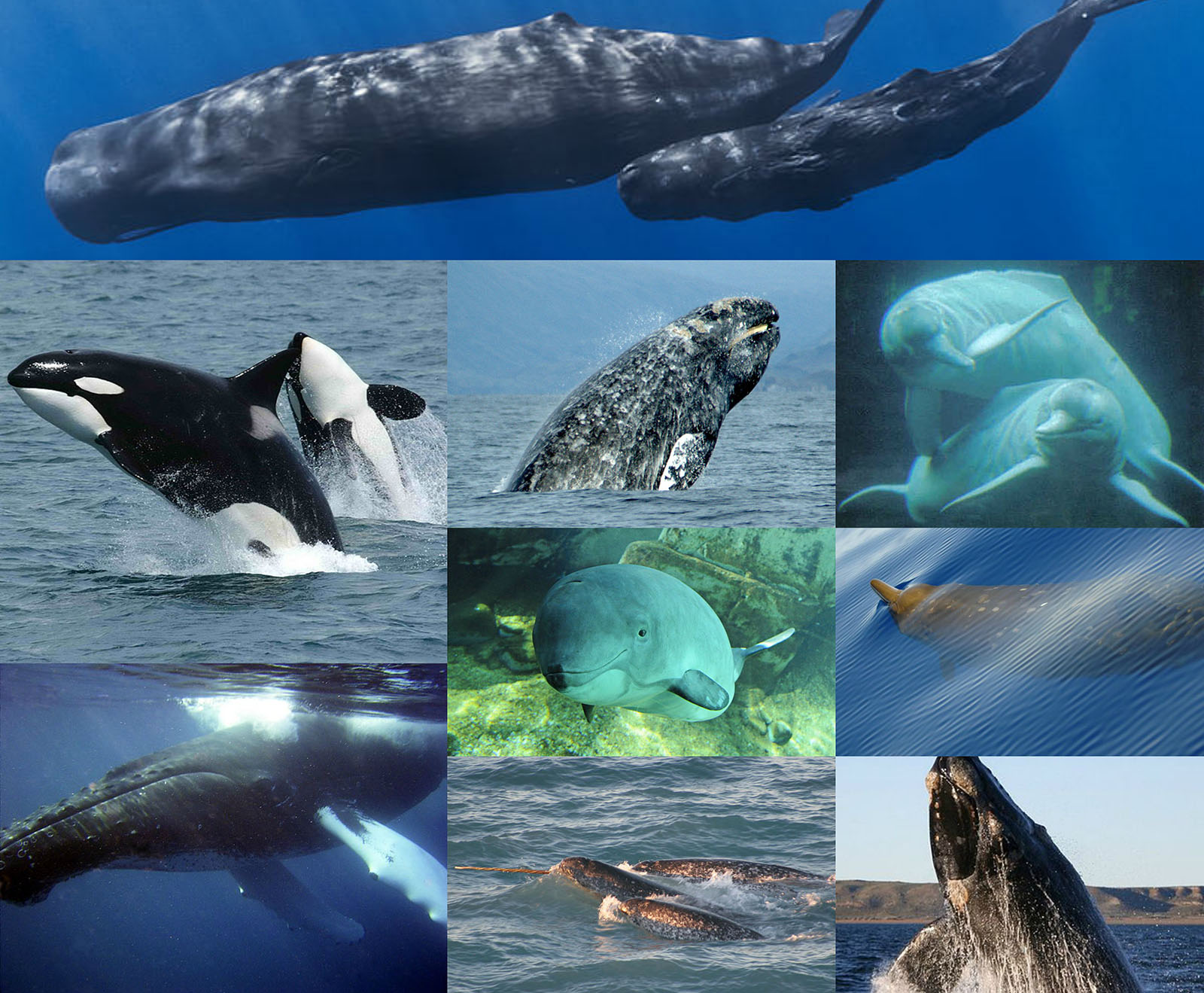 New Speciation Model Challenges Evolution, Supports Creation