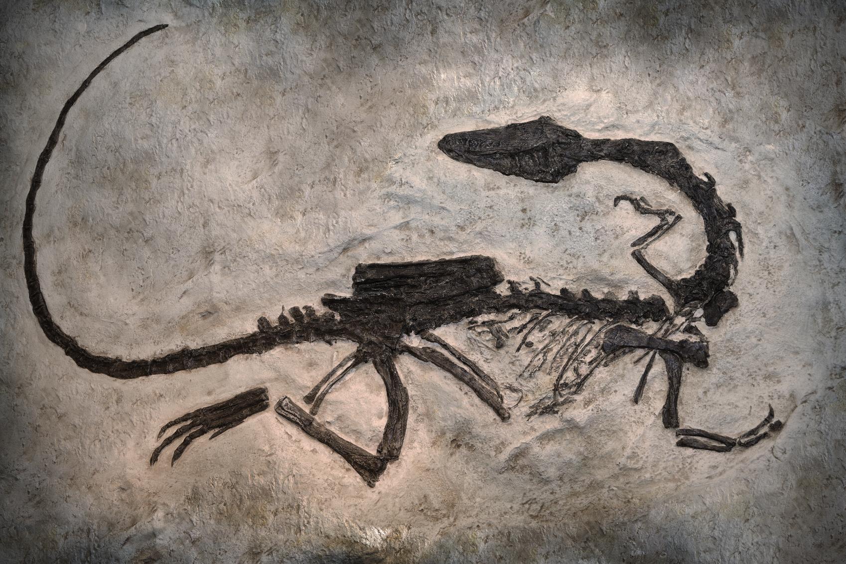 What Dinosaur Soft Tissue Says about the Earth’s Age
