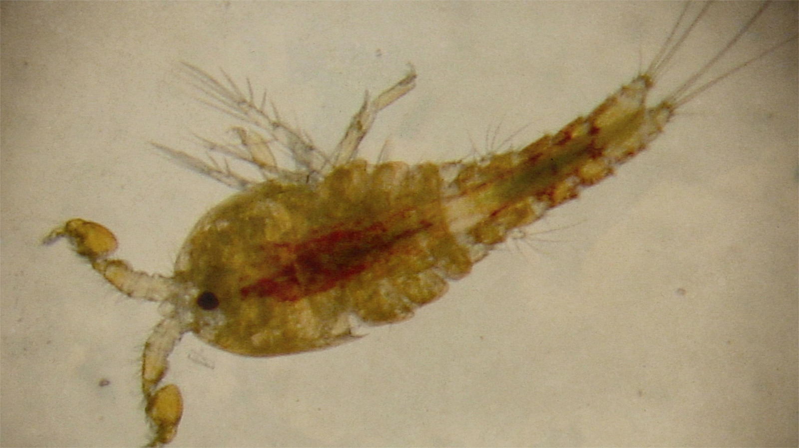Can Evolution Outpace Climate Change?