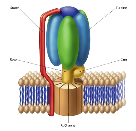 Cell Diagram