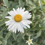 Dila Abdullayeva Profile Picture