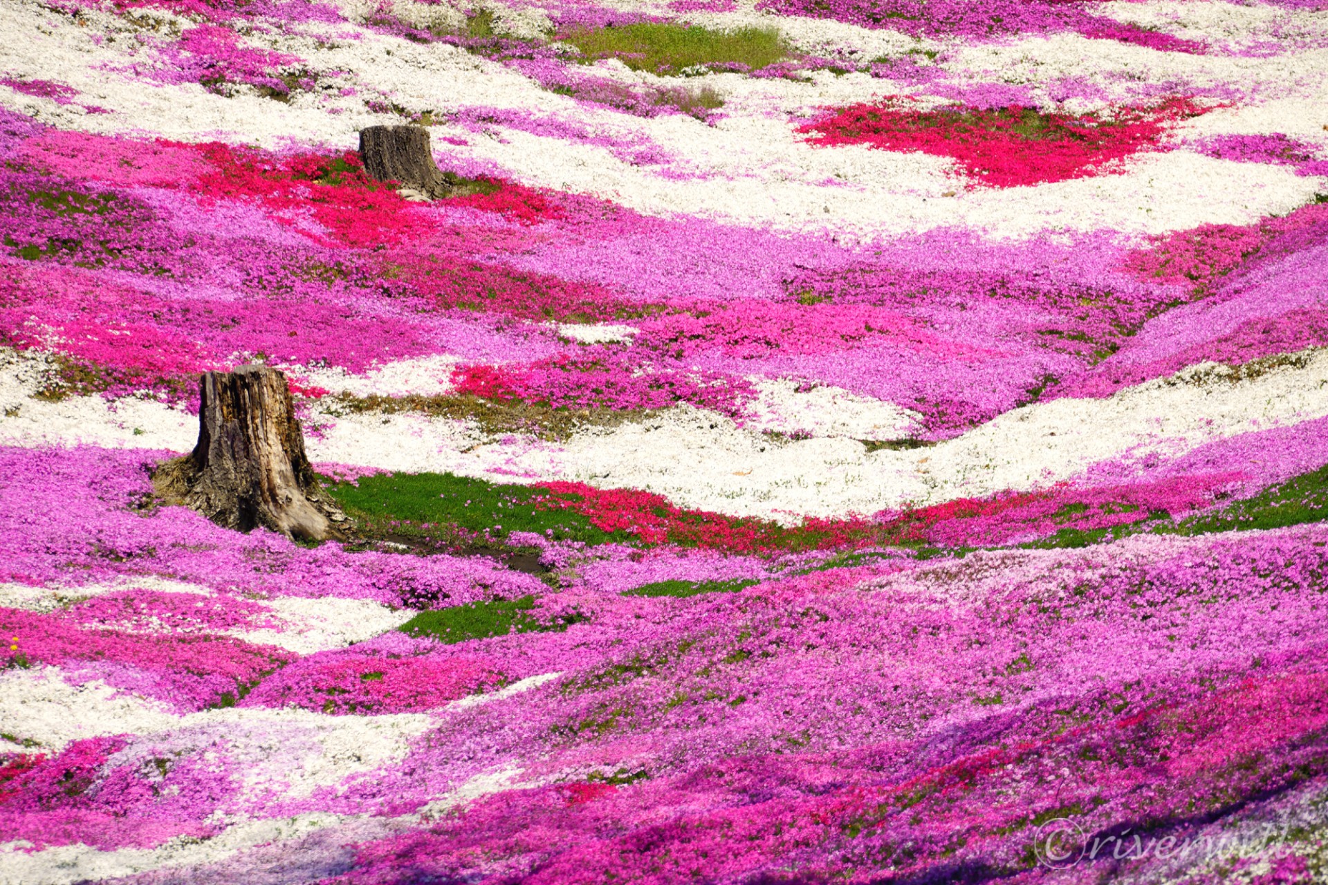 ひがしもこと芝桜公園 一面ピンクの絨毯 北海道の春 ひがしもこと芝桜公園