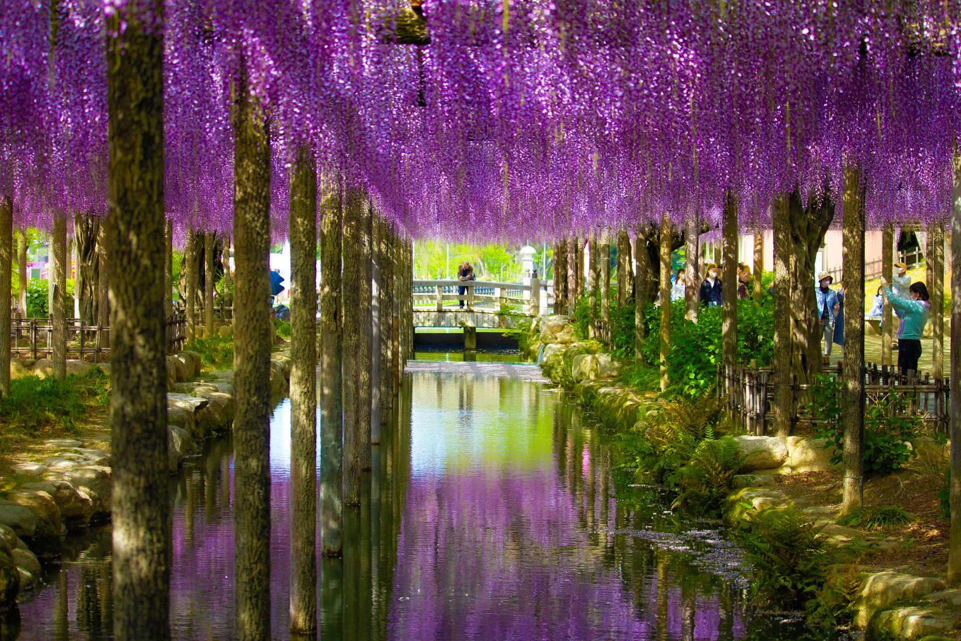 天王川公園 愛知県津島市 上下に映る鮮やかな紫 愛知藤の花スポット