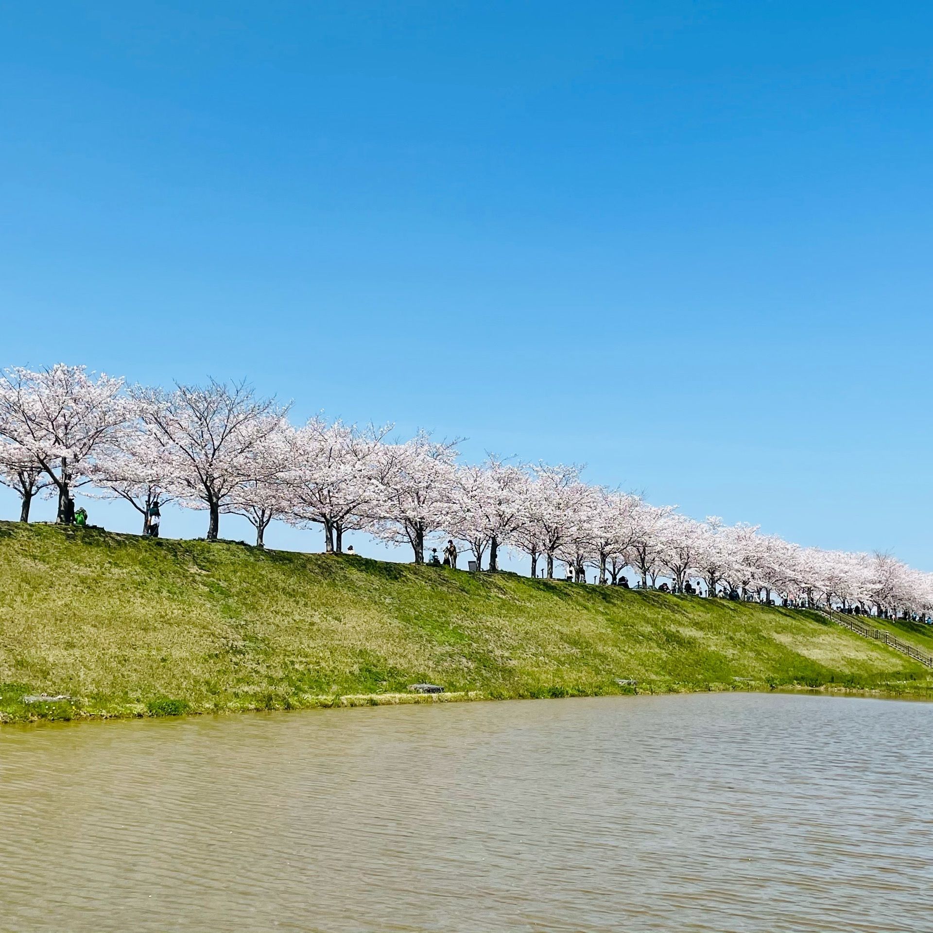 お の 桜 づつみ 回廊