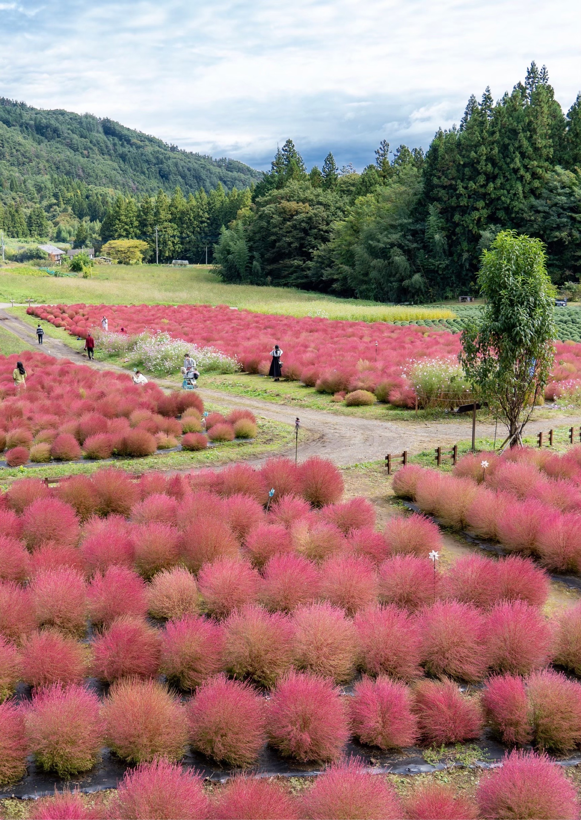 伊賀野の花畑 色とりどりの可愛いお花畑 もふもふのコキアに癒されるフォト 散策スポット Recotrip レコトリップ