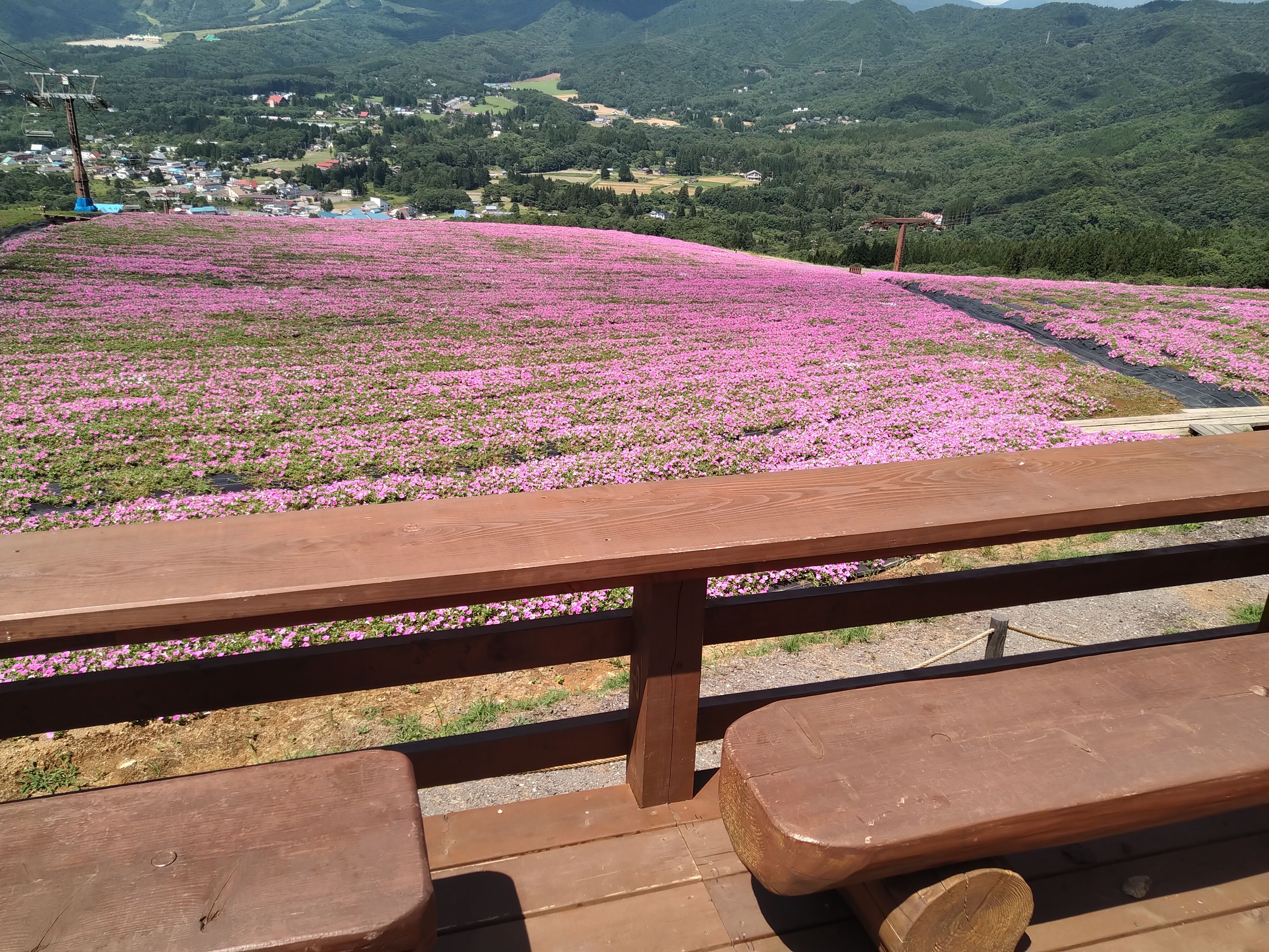 ひるがのピクニックガーデン 岐阜 ひるがの高原 天空のお花畑