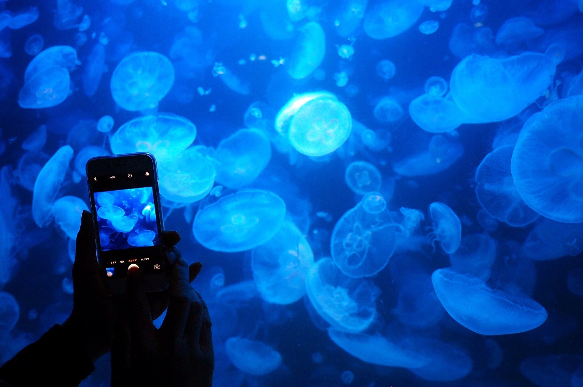 鶴岡市立 加茂水族館 クラゲ くらげ 海月 世界一のクラゲ水族館へようこそ