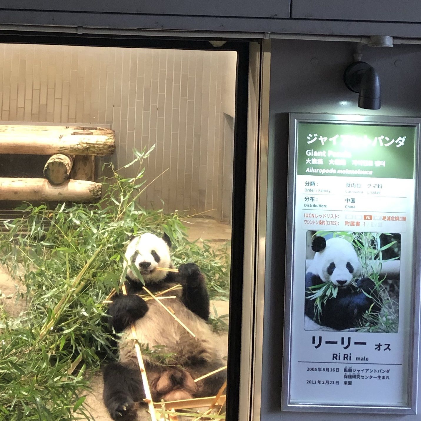 上野動物園 パンダちゃんも元気かなぁ