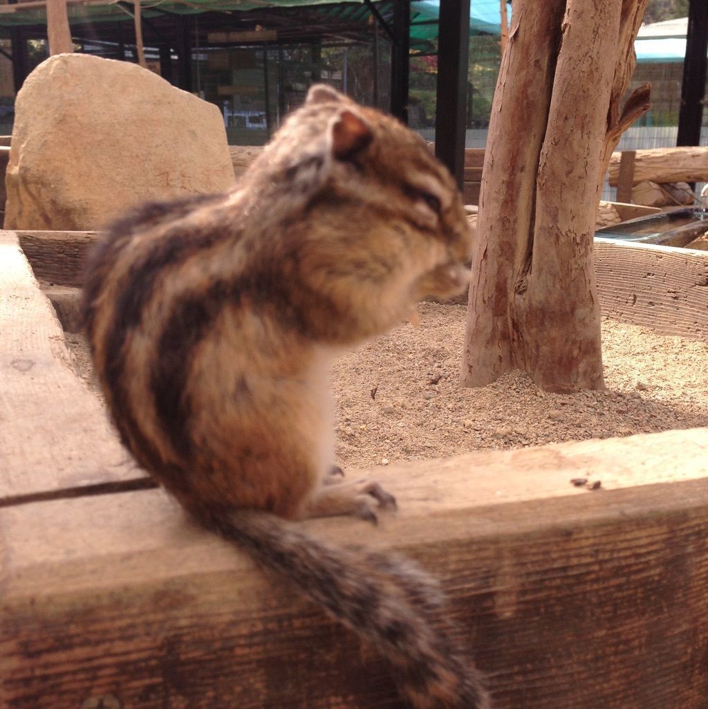 リスの森 飛騨山野草自然庭園 可愛いっ リスと触れ合える庭園 In岐阜県