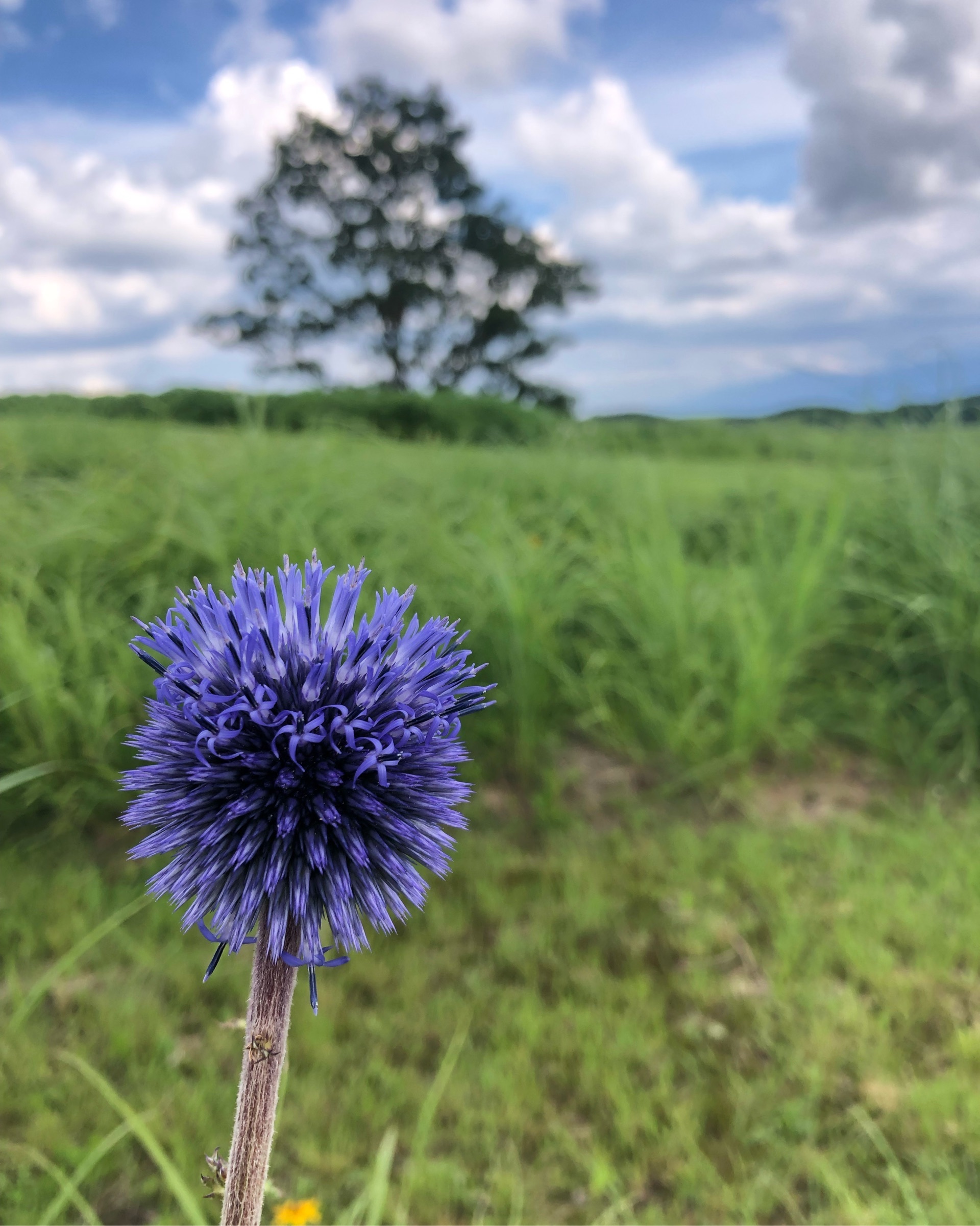 ヒゴタイ公園 たくさんの空気を吸いに