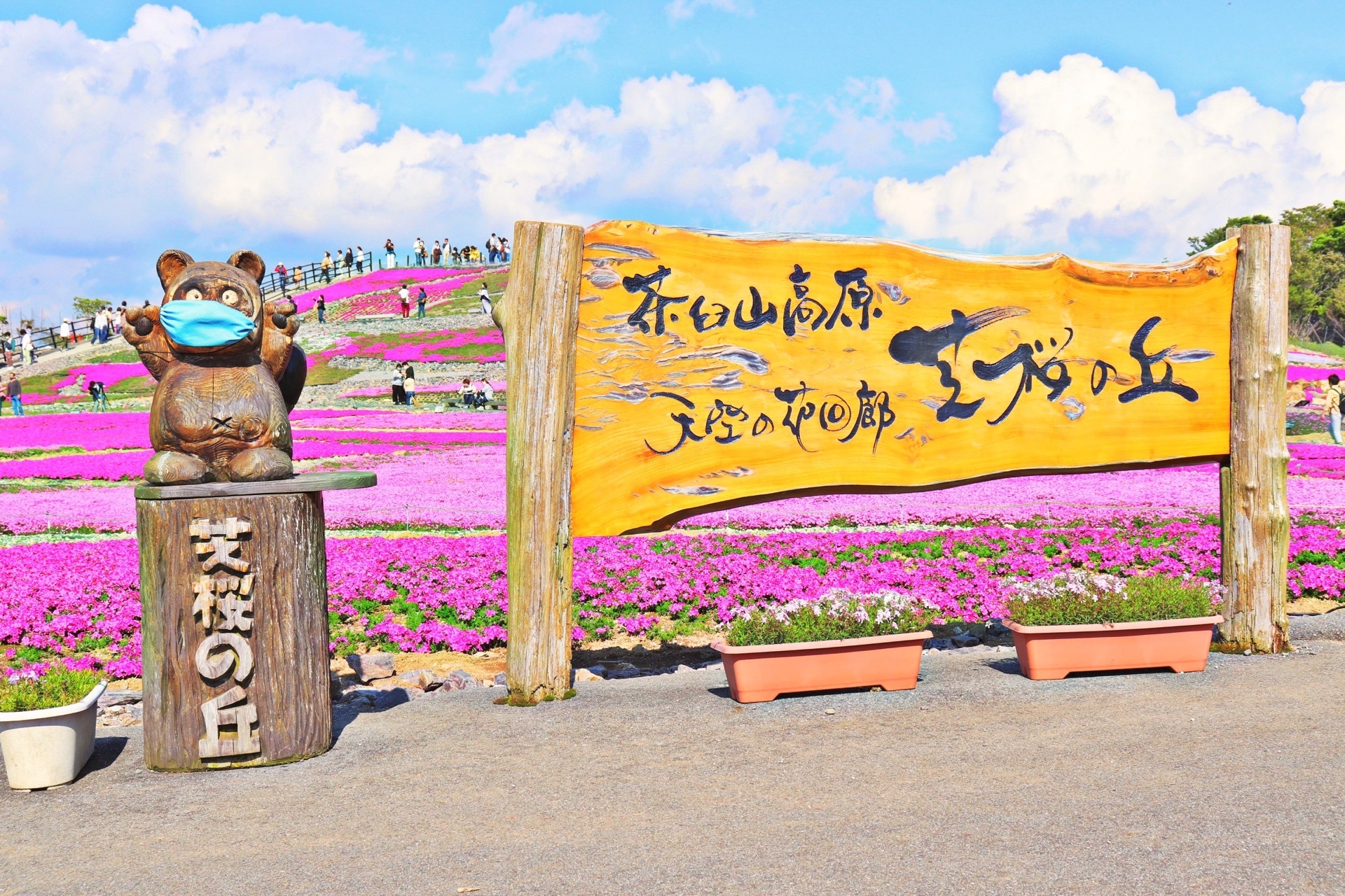 茶臼山高原 標高1 358メートルに咲き誇る天空の花回廊