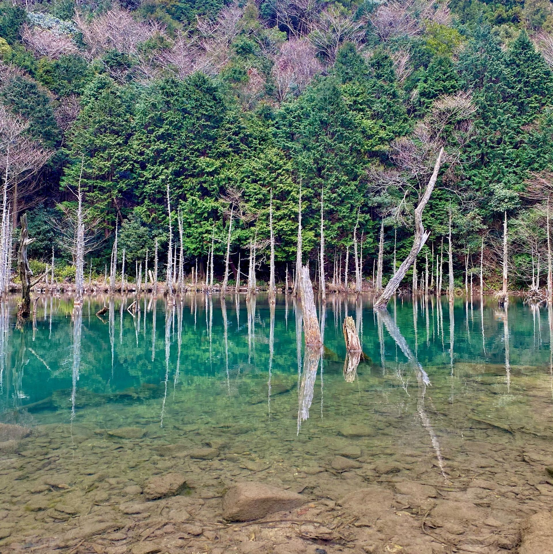 一の俣桜公園の口コミ 写真 アクセス Recotrip レコトリップ