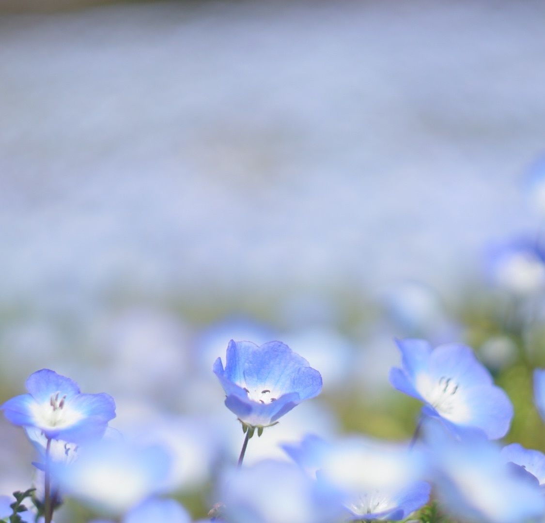 花フェスタ記念公園 ネモフィラブルー撮るならココ 花フェスタ記念公園 可児市岐阜