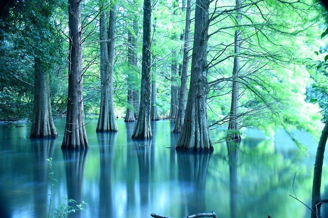 篠栗九大の森 幻想的な場所