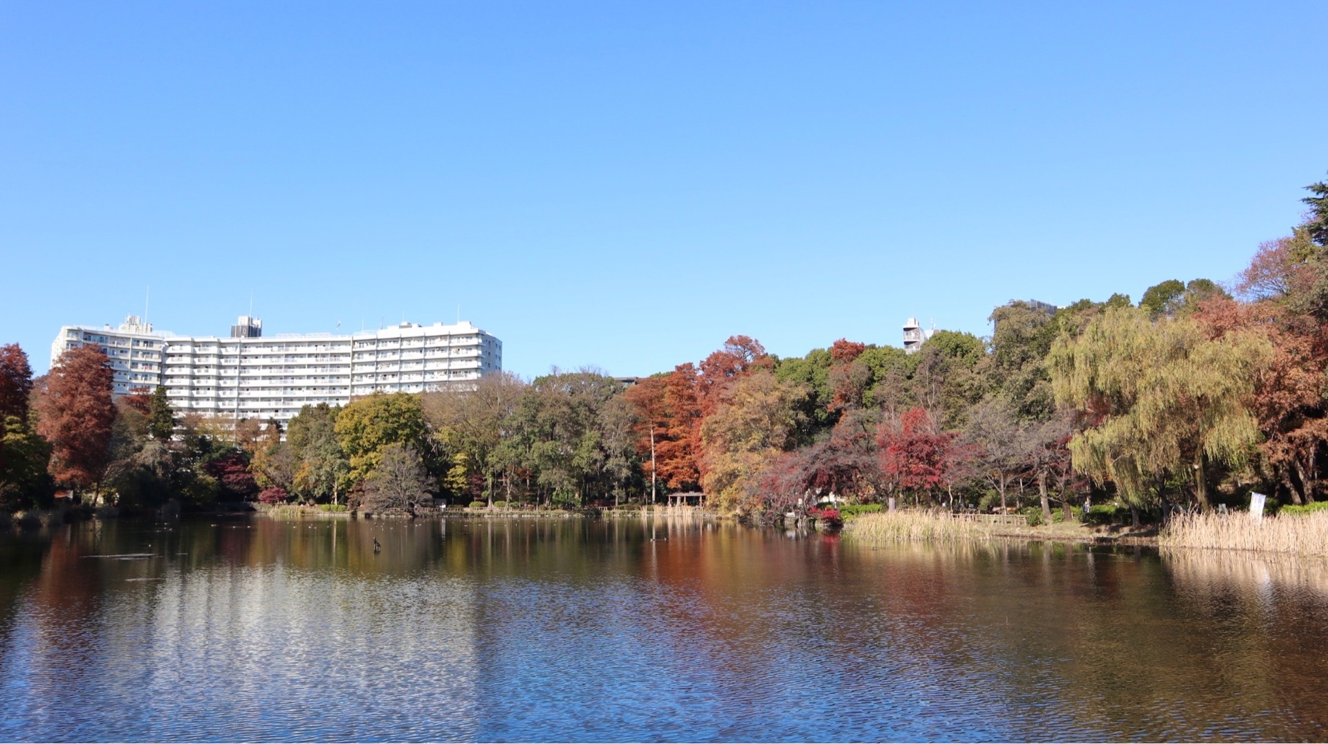 井の頭恩賜公園 住宅地に広がる 隠れた紅葉スポット 東京