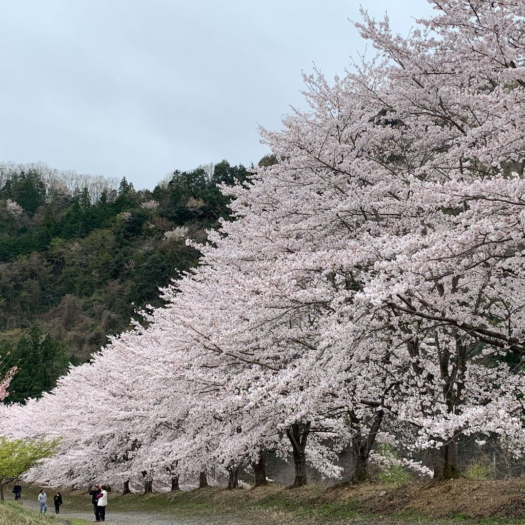 虎山の千本桜の口コミ 写真 アクセス Recotrip レコトリップ