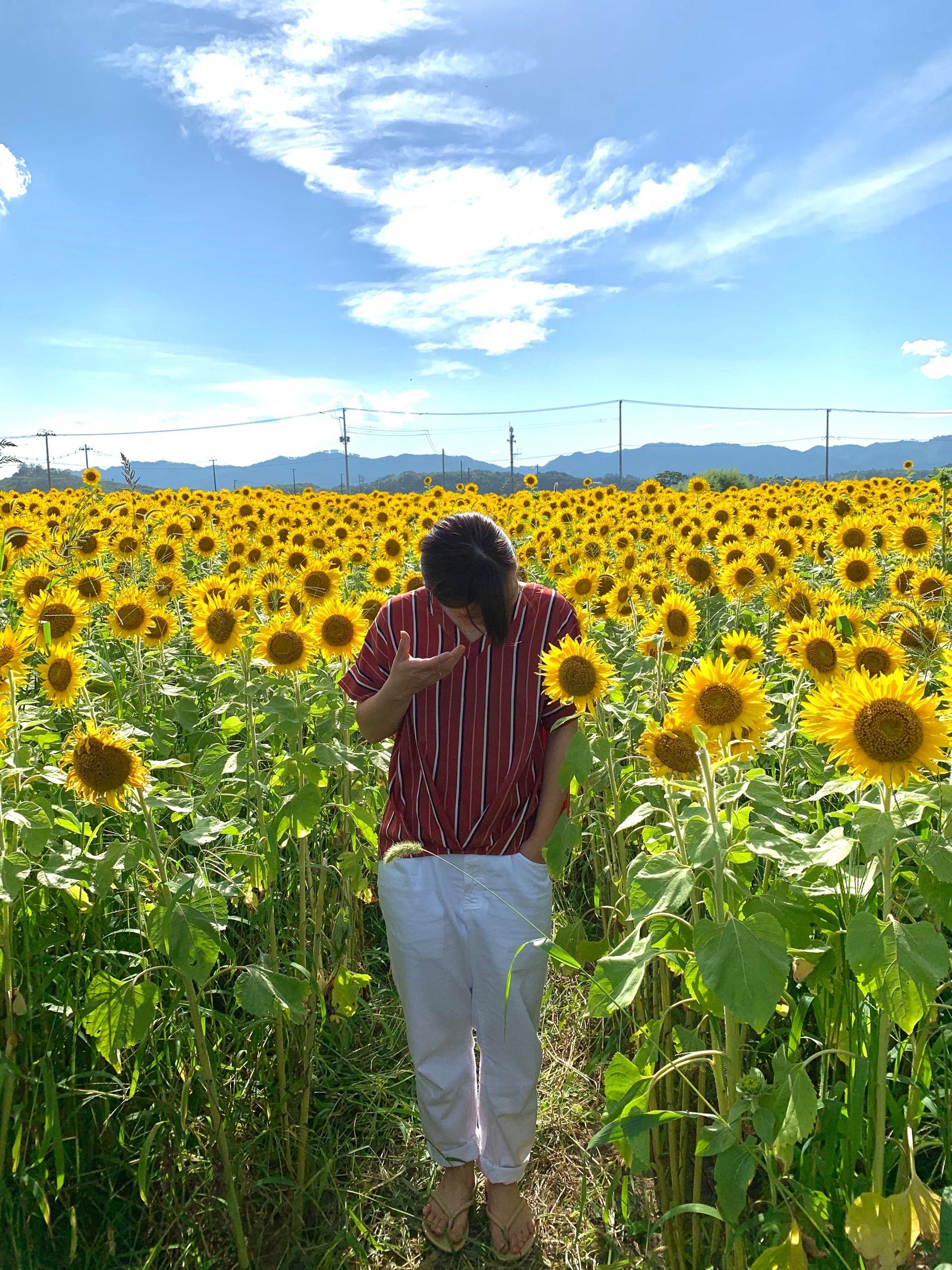 山元ひまわり畑 黄色い絨毯が広がる圧巻の景色 無料で摘み取りが可能な宮城県のひまわり畑 Recotrip レコトリップ