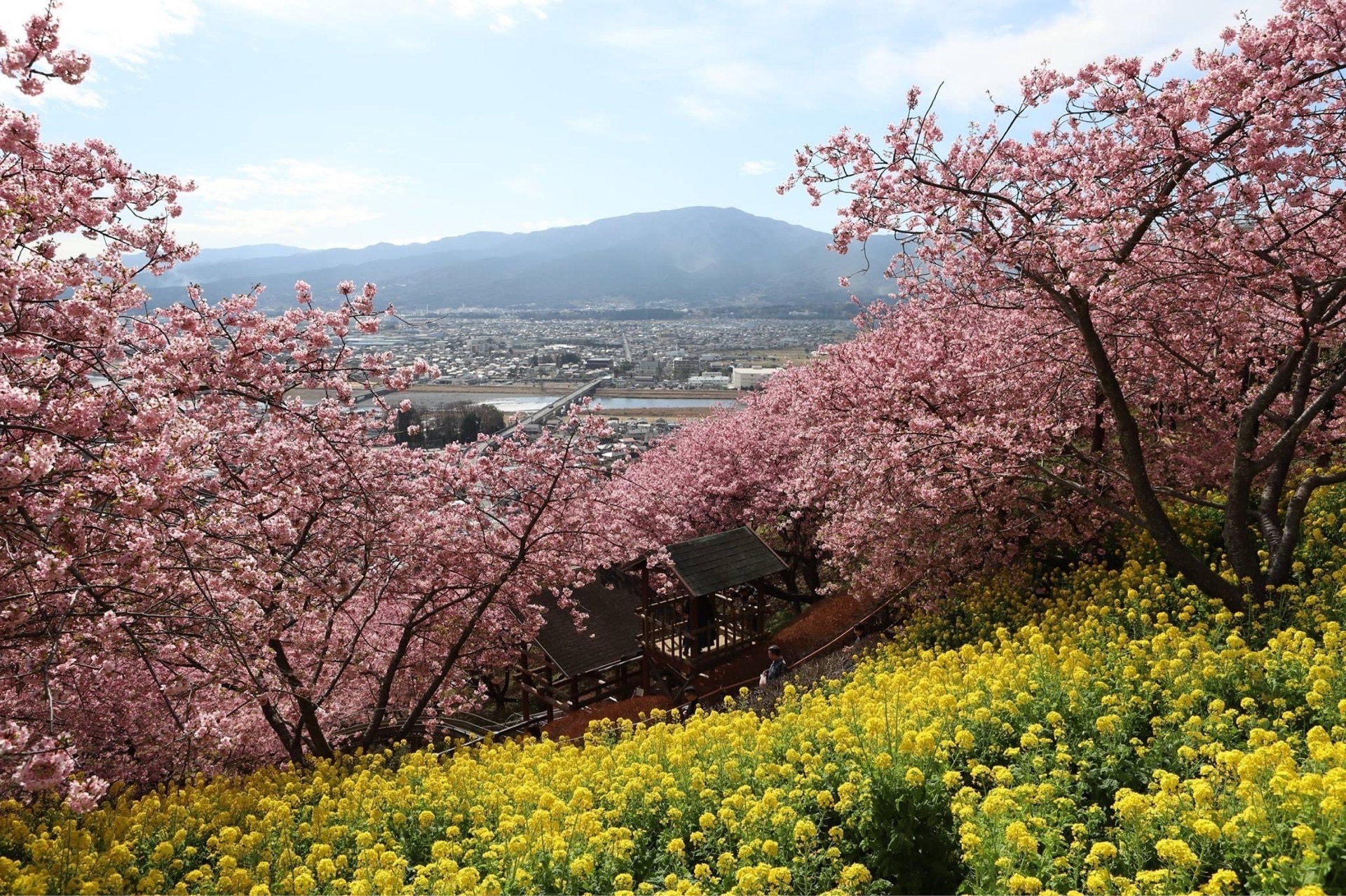 松田 西平畑公園 山の上に咲く河津桜と菜の花