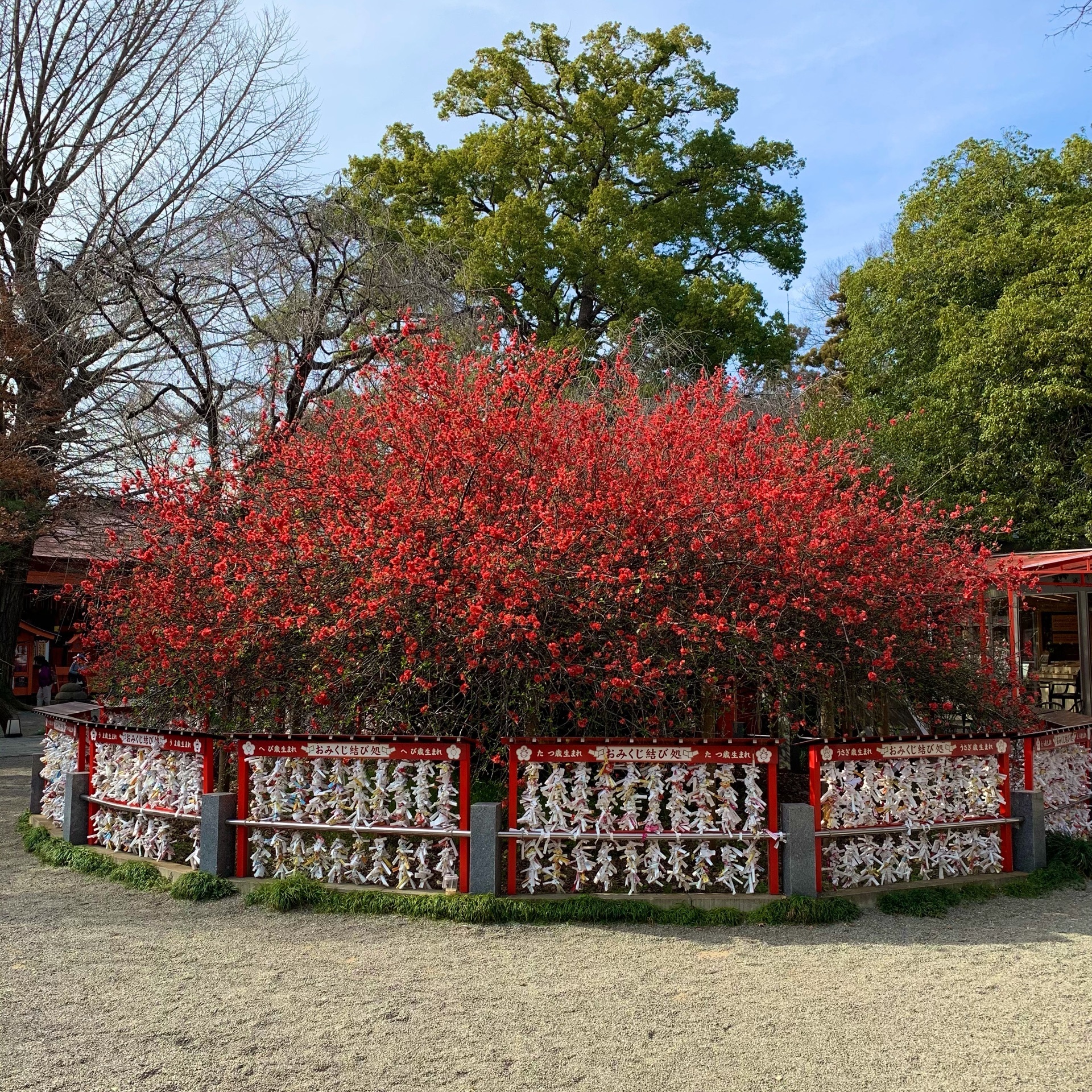 冠稲荷神社 天然記念物の真っ赤なボケの花は見事 日本一とも