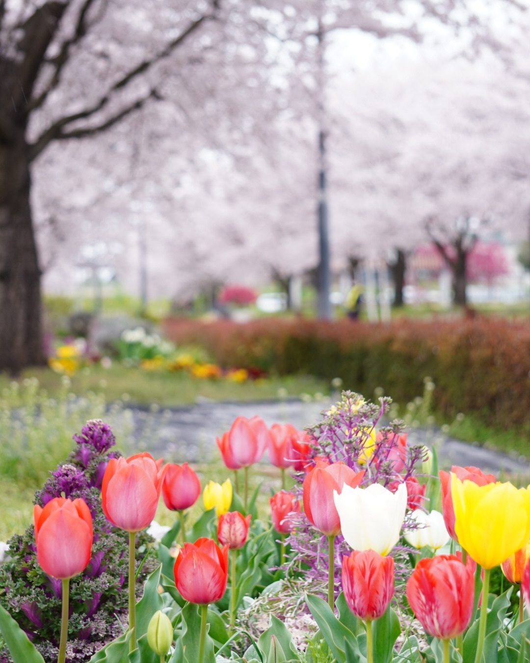 22年 古河公方公園 古河総合公園 一面の花桃が圧巻 四季折々の移り変わりを楽しめる自然公園 Recotrip レコトリップ
