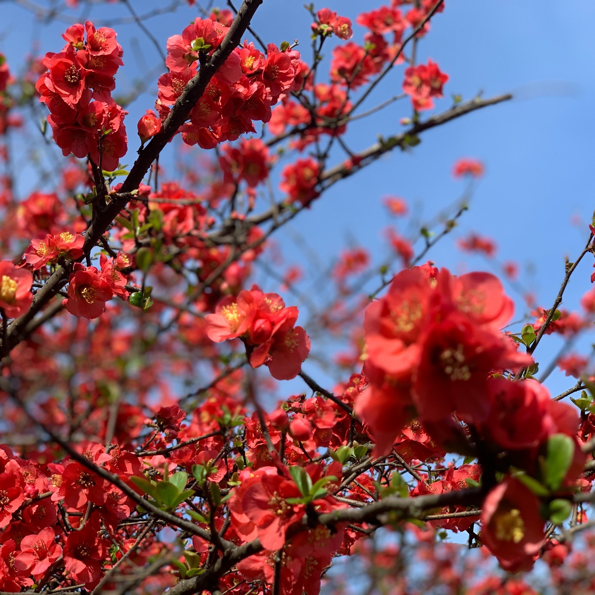 冠稲荷神社 天然記念物の真っ赤なボケの花は見事 日本一とも