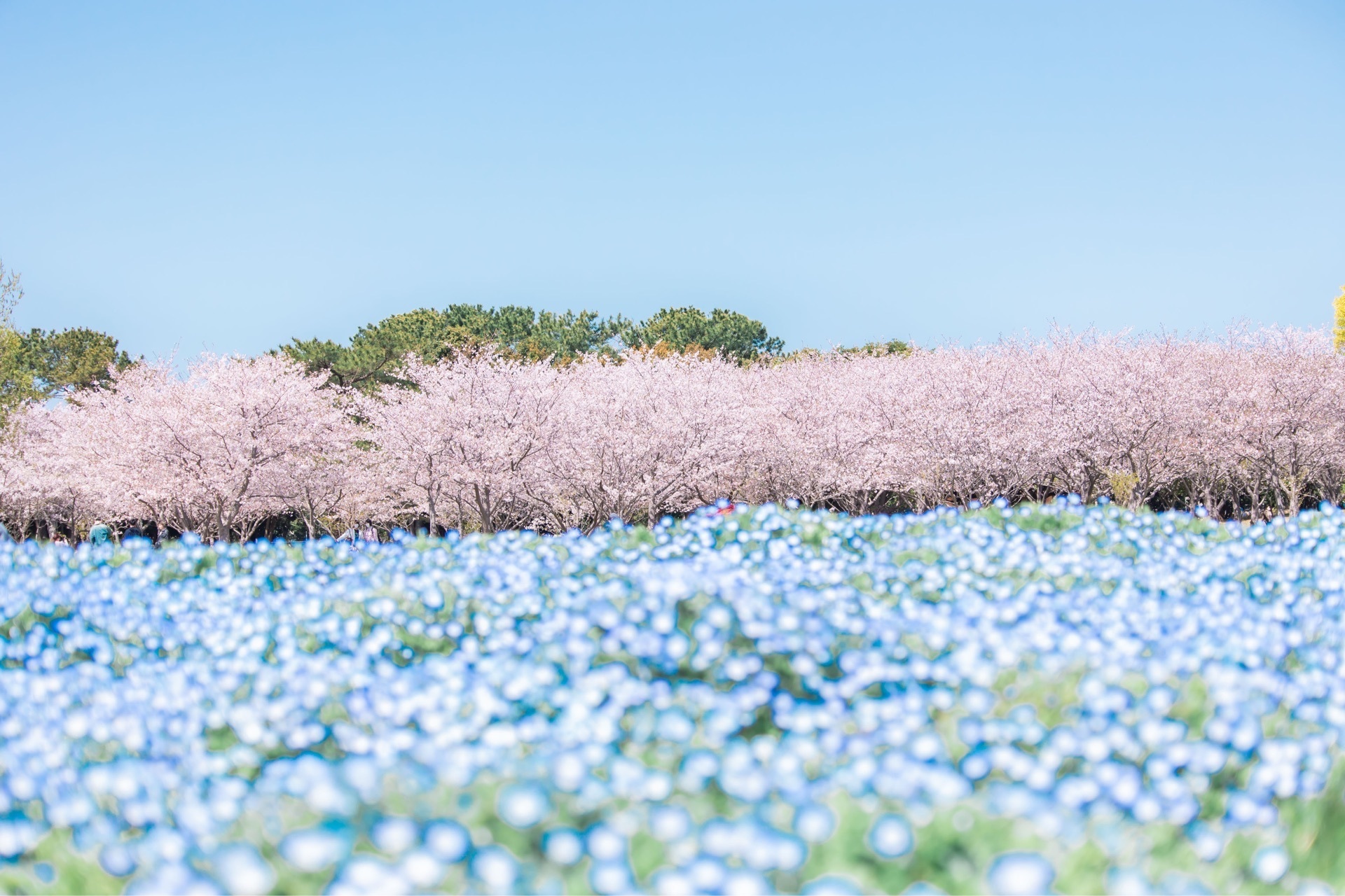 海の中道海浜公園 日本で唯一 桜とネモフィラが同時に見れる場所