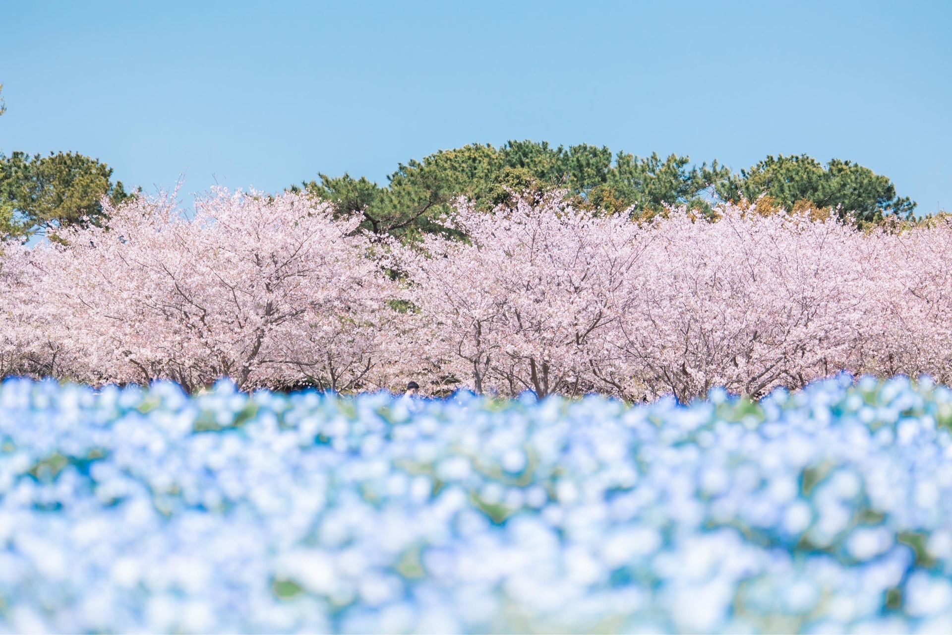 海の中道海浜公園 日本で唯一 桜とネモフィラが同時に見れる場所