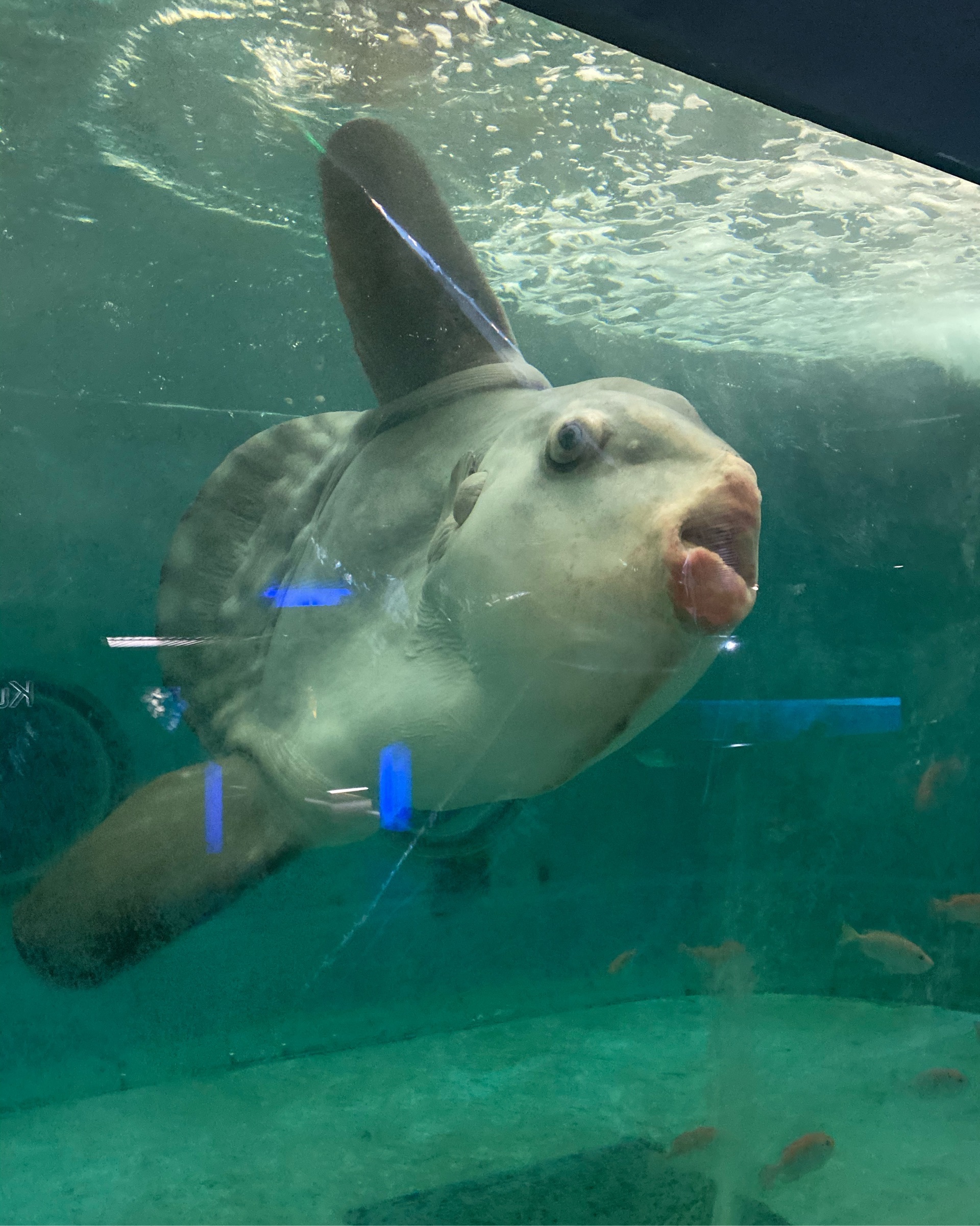 鴨川シーワールド シャチの水族館