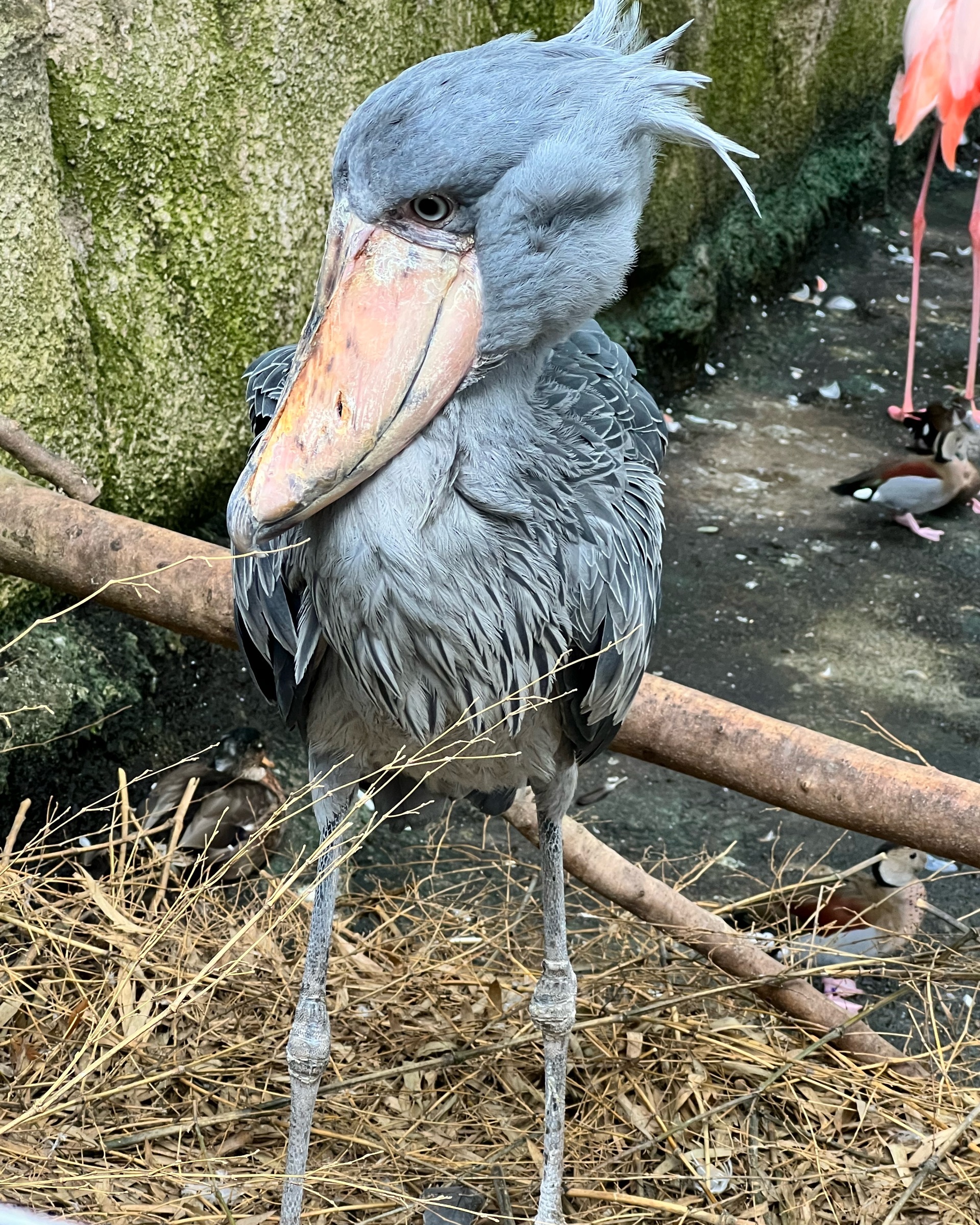 那須どうぶつ王国 赤ちゃん連れok 那須どうぶつ王国