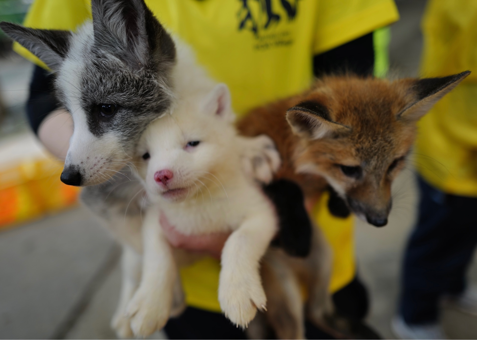 22年 宮城蔵王キツネ村 100匹以上が放し飼いされている キツネ専門動物園 Recotrip レコトリップ