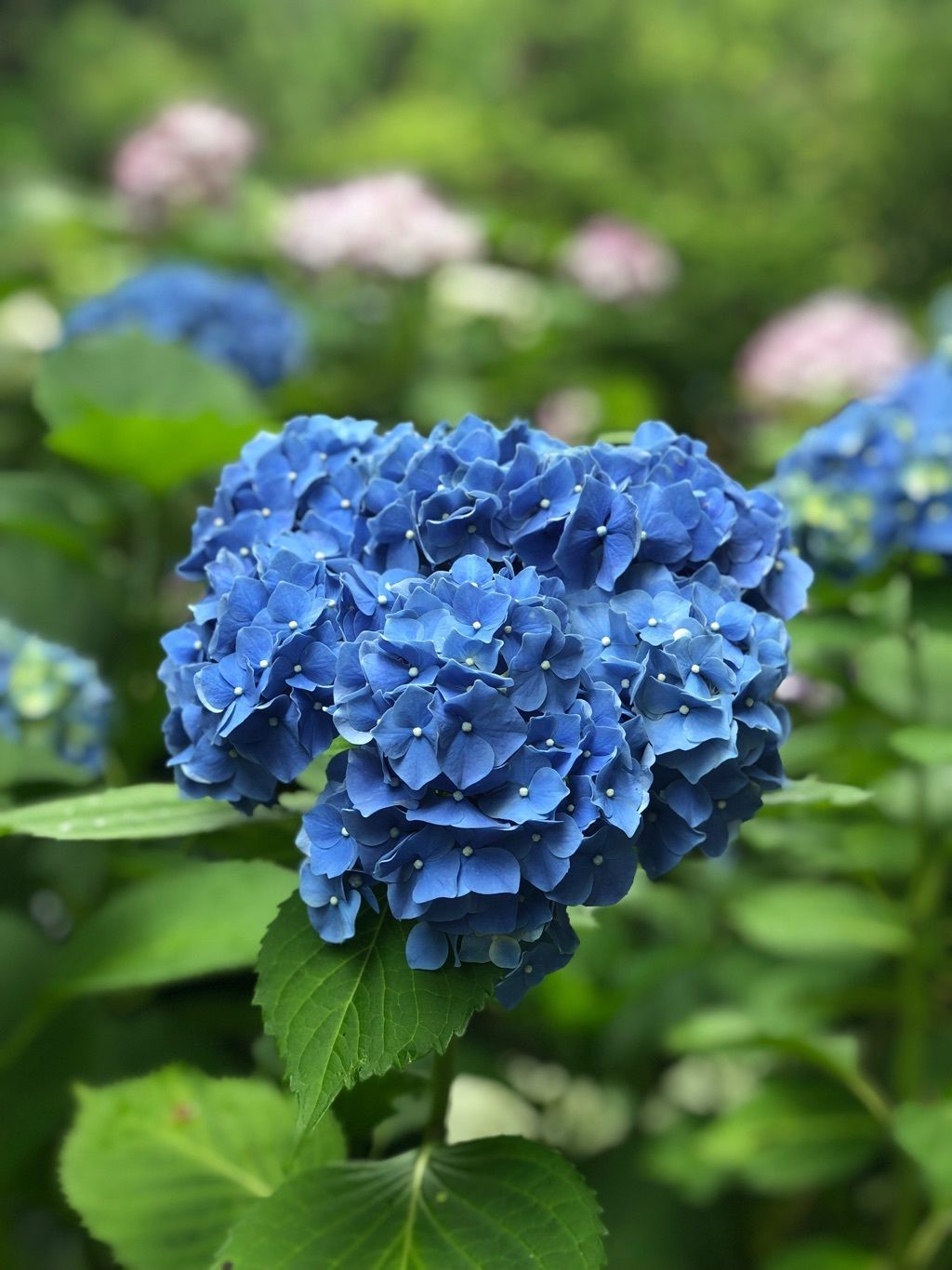 明月院 日本 紫陽花のお寺