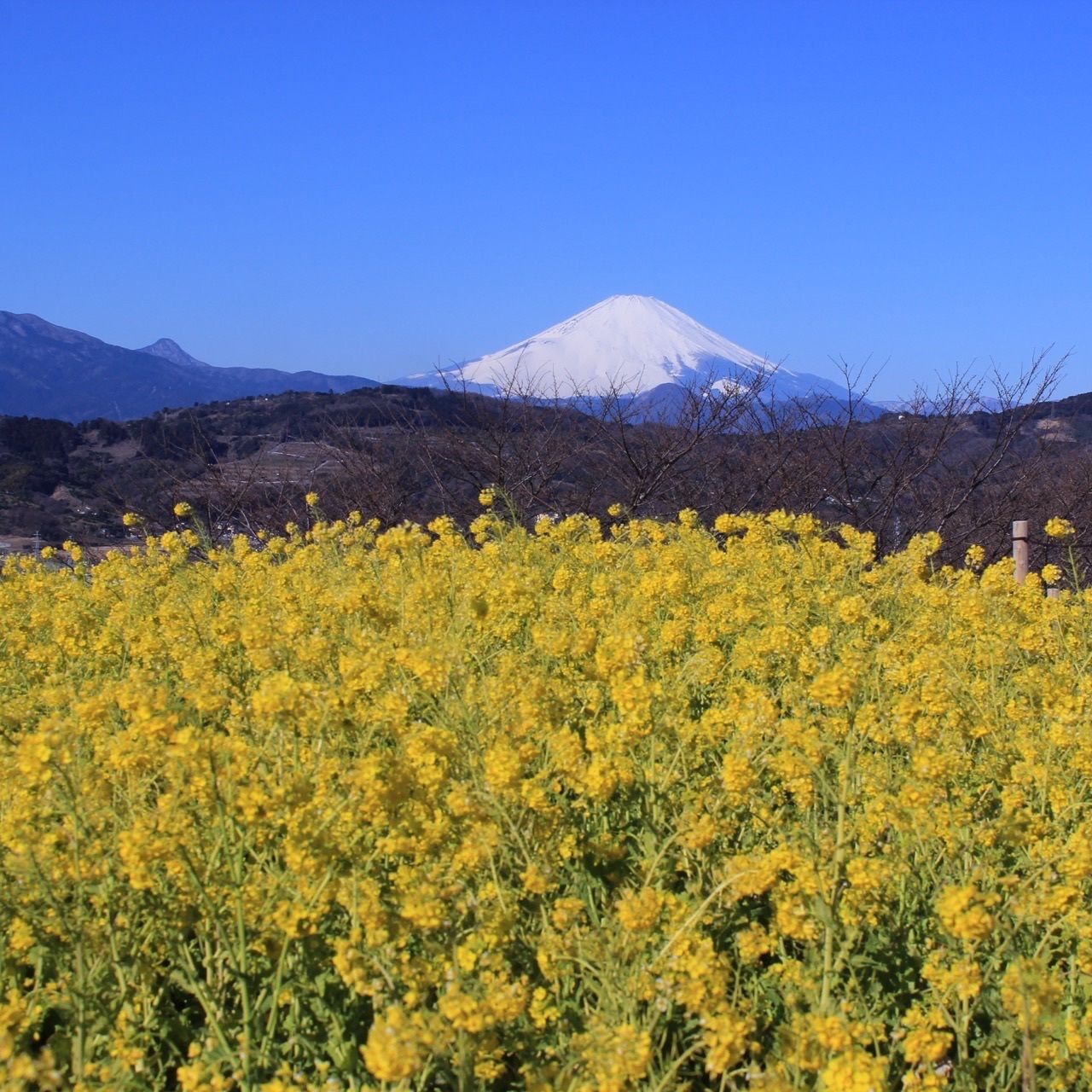 22年 神奈川県の菜の花 冬にオススメ 観光スポットランキング