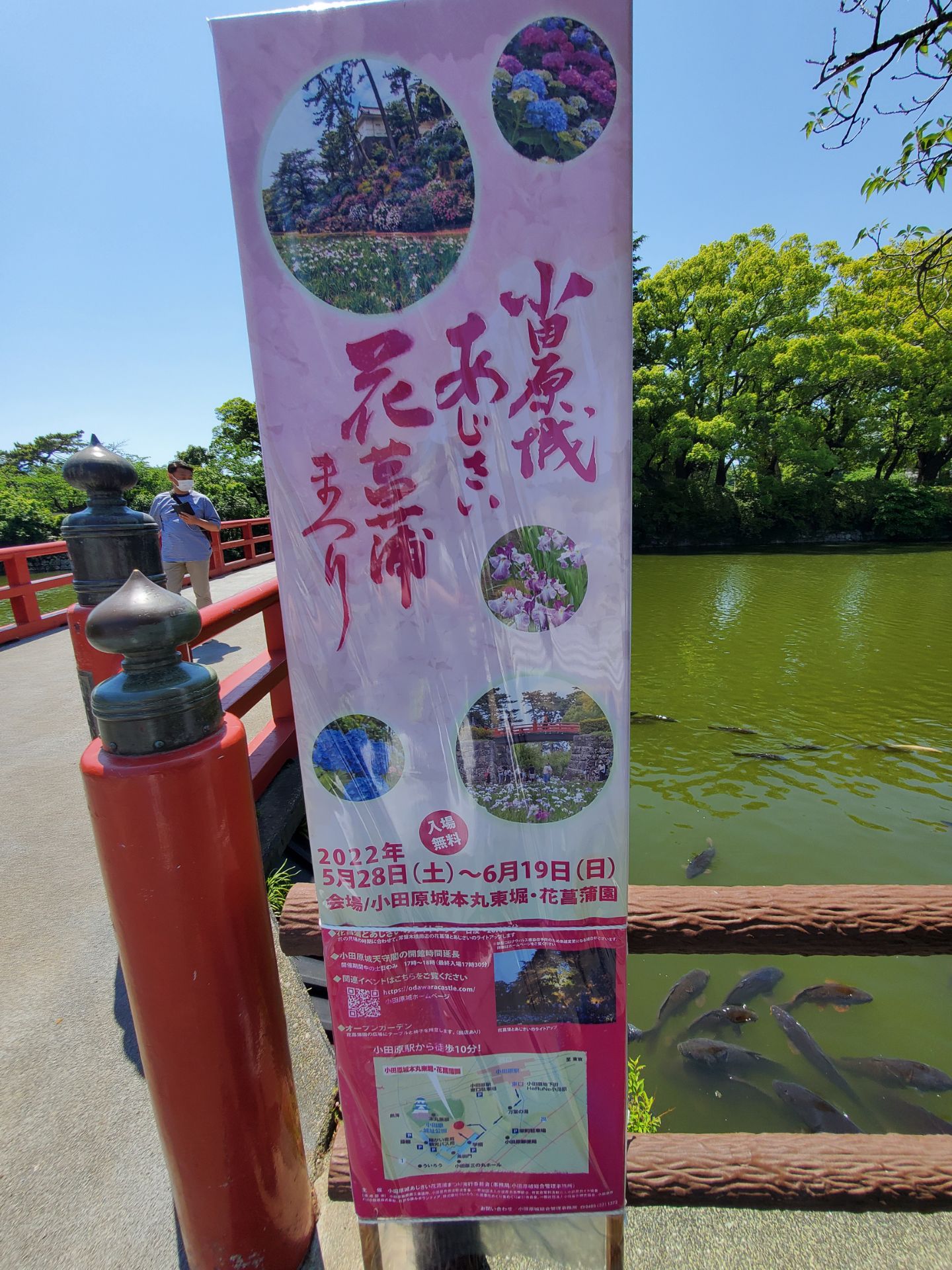 小田原城址公園 神奈川小田原 小田原城あじさい花菖蒲まつり