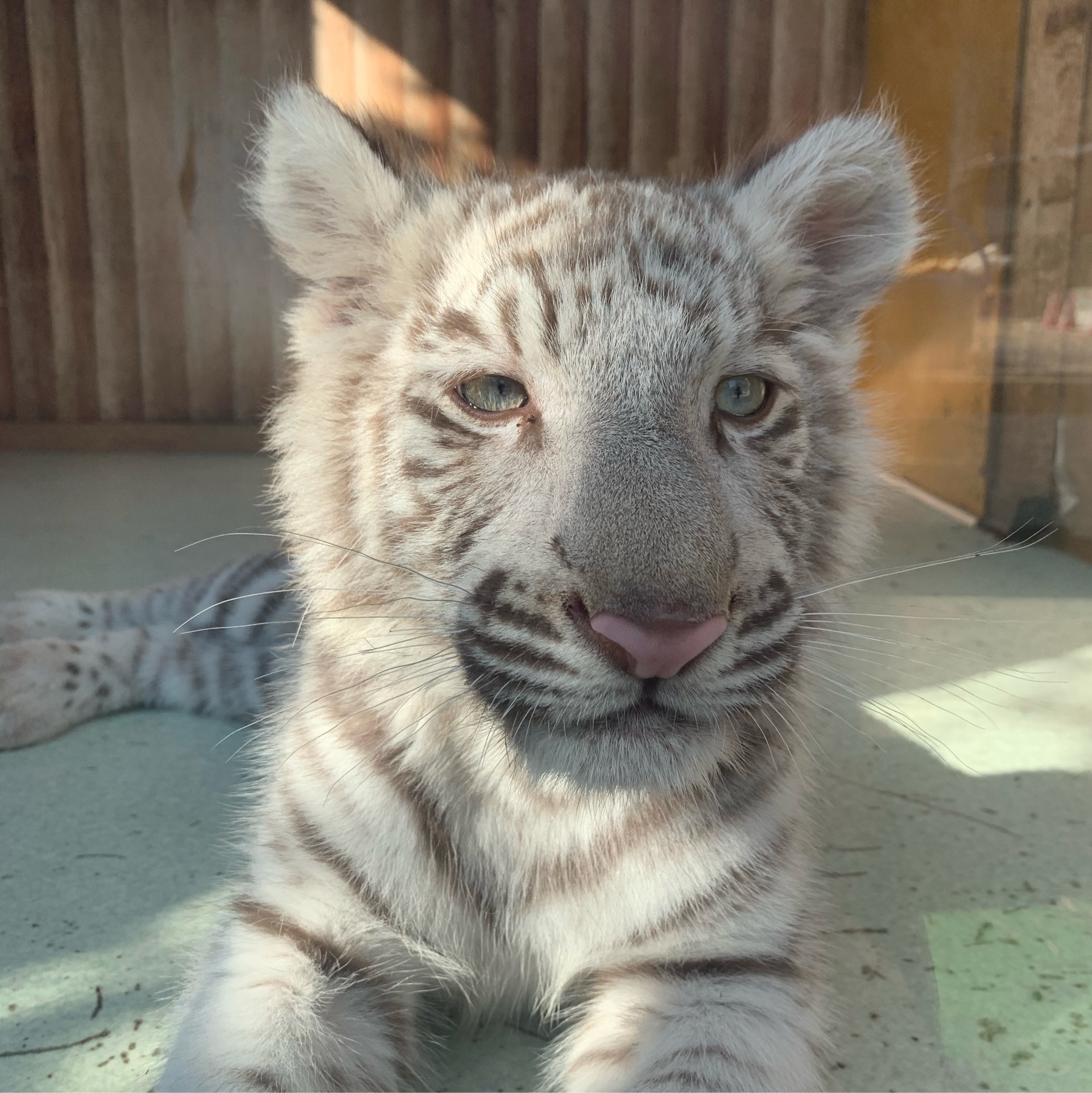 22年 しろとり動物園 かわいいが止まらない 人懐っこすぎる動物に間近で触れあえる動物園 Recotrip レコトリップ