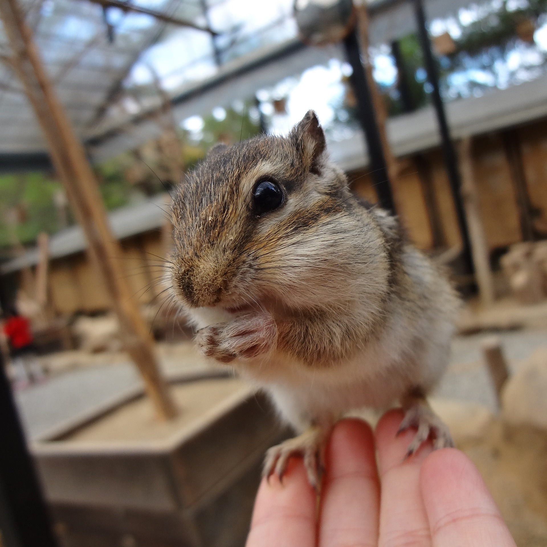 リスの森 飛騨山野草自然庭園 リスの可愛さに癒される リスの森 飛騨山野草自然庭園