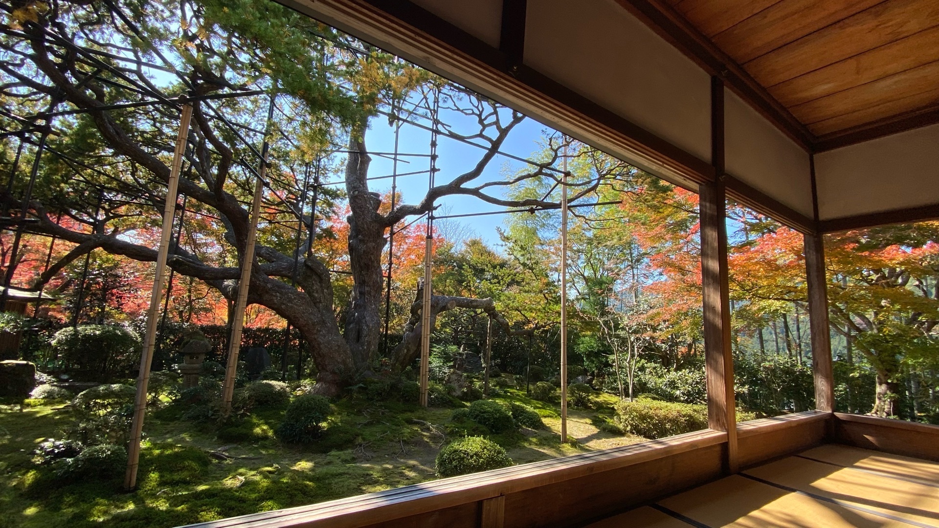 宝泉院『京都紅葉レポ🍁額縁庭園・血天井で有名な宝泉院』