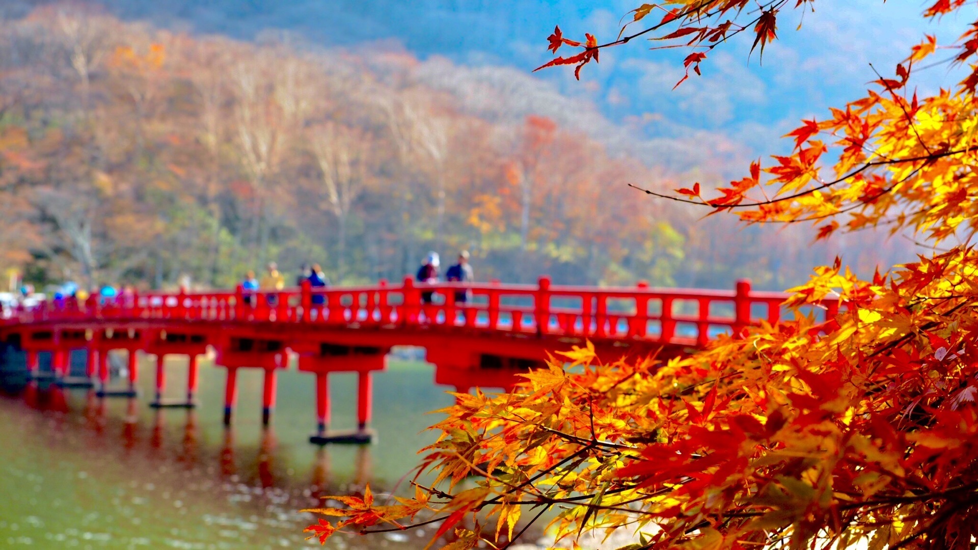 赤城神社（前橋）『真っ赤橋と紅葉が映えます 』