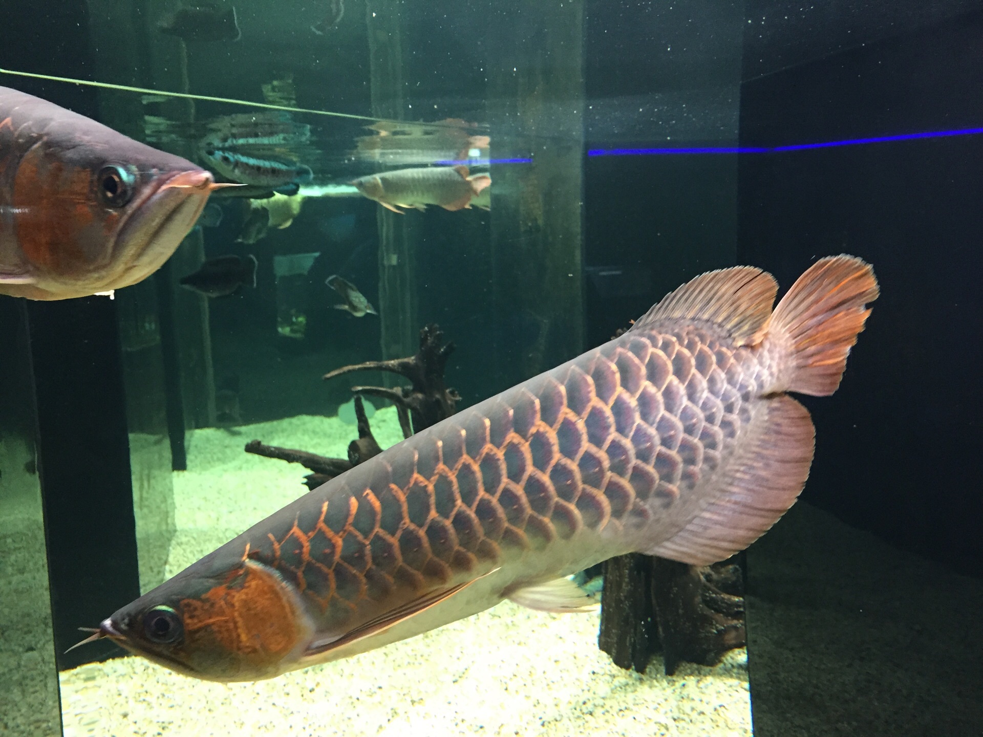 カワスイ川崎水族館 世界中の淡水魚がおしゃれに展示 スマホで解説が見られる駅チカの都市型水族館 Recotrip レコトリップ