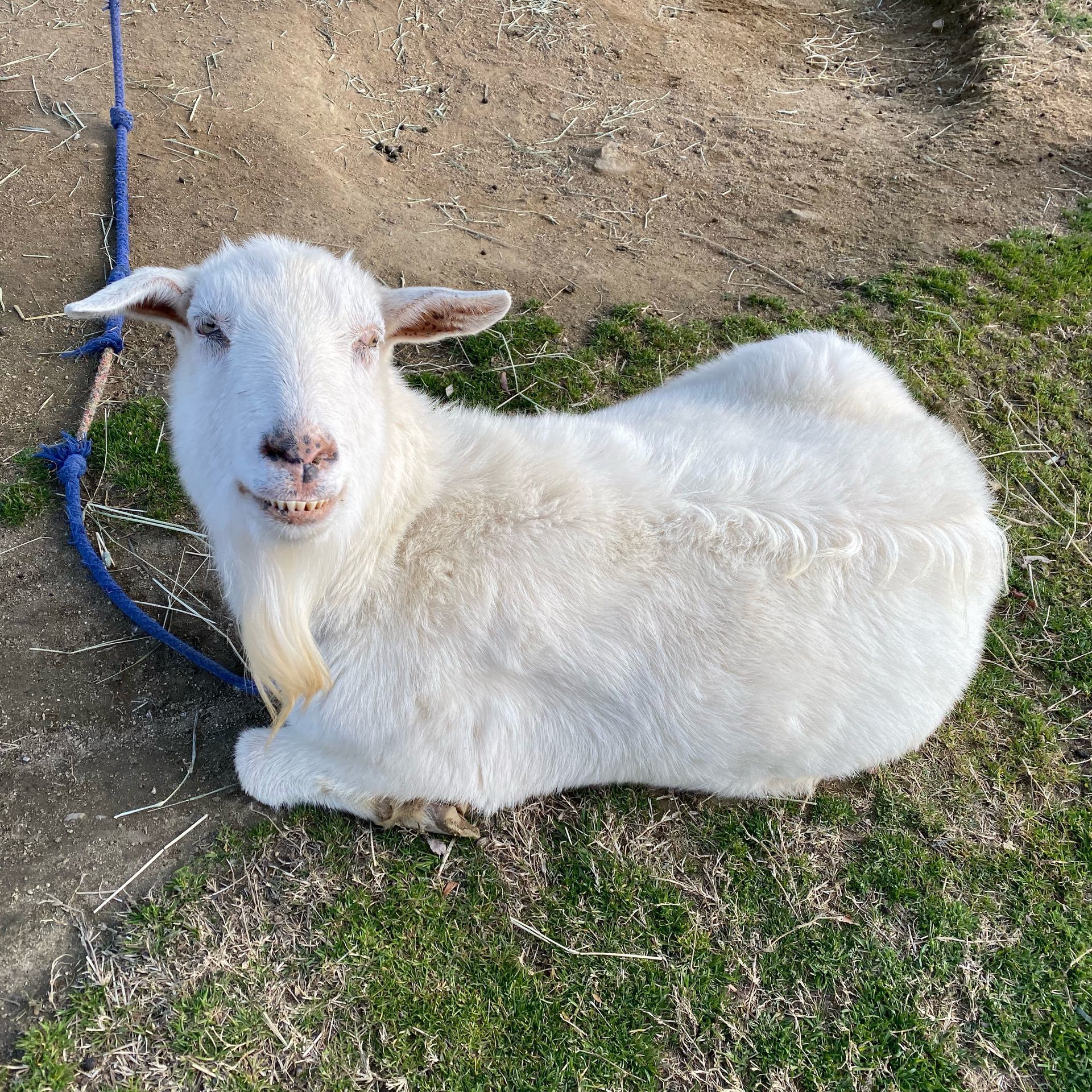 赤穂海浜公園 動物ふれあい村の口コミ 写真 アクセス Recotrip レコトリップ