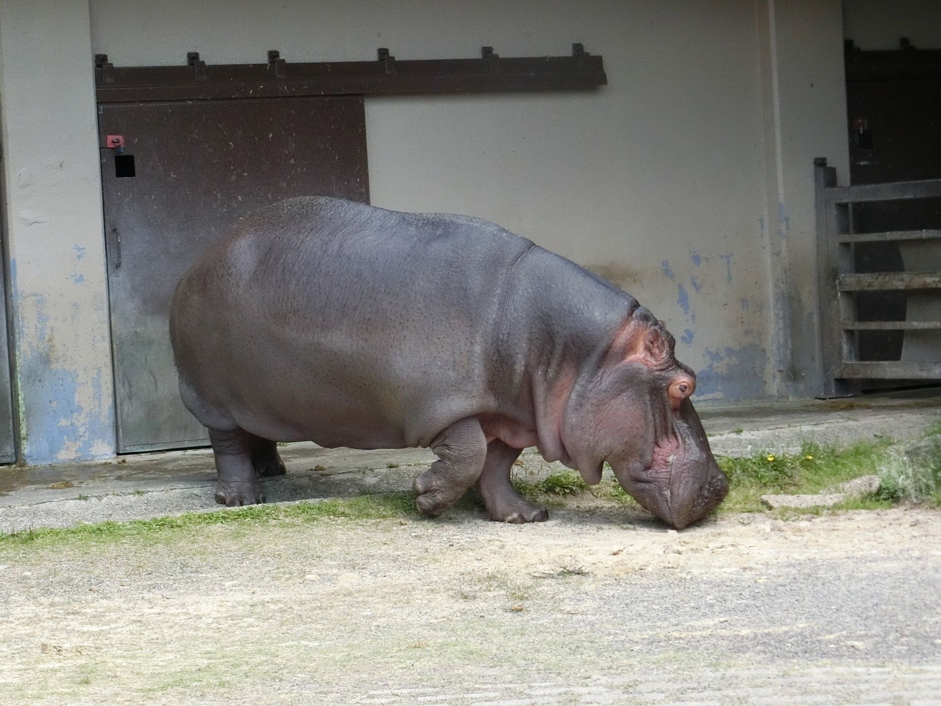 アドベンチャーワールド ふれあい広場で癒されまくり