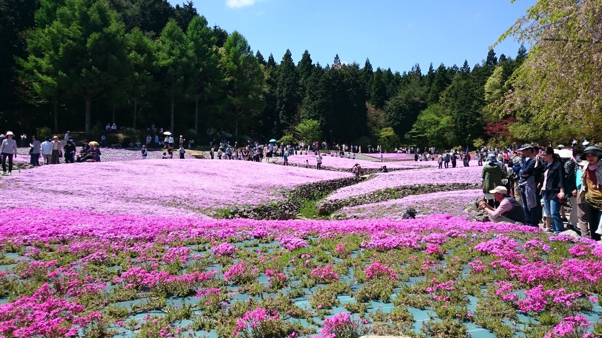 花のじゅうたんの口コミ 写真 アクセス Recotrip レコトリップ