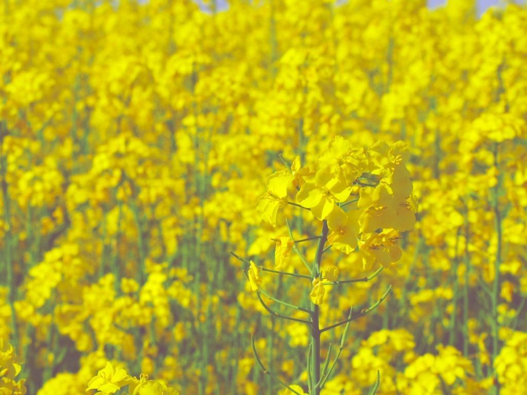 安平町 安平町の菜の花畑