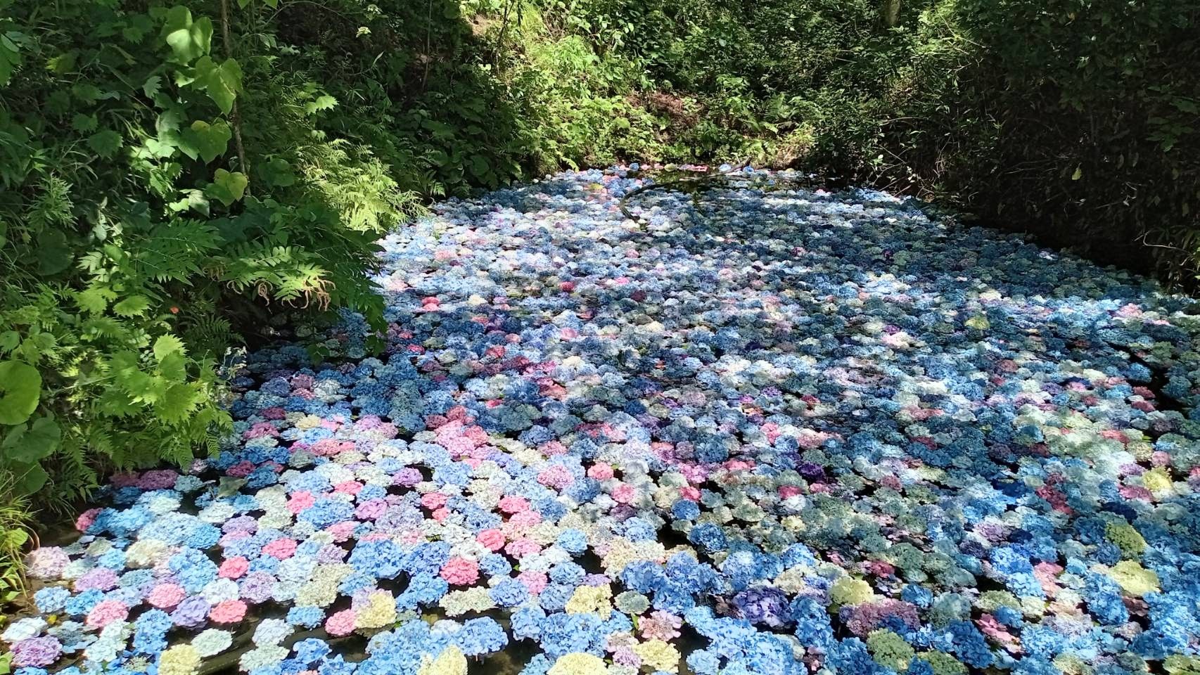 みちのくあじさい園 絶景あじさい池 ６日間しか見られない風景