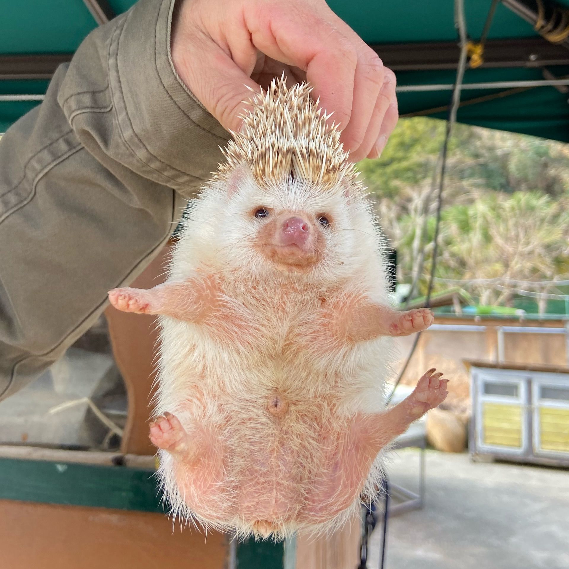 伊豆アニマルキングダム『たくさんの動物と間近でふれあえる！伊豆