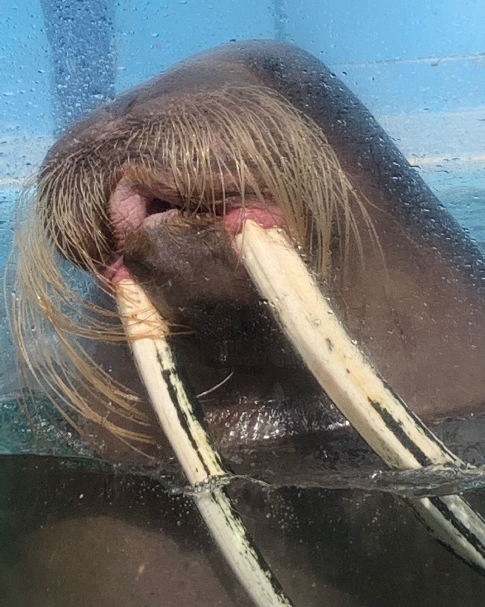 おたる水族館 海を仕切って作った豪快な水族館