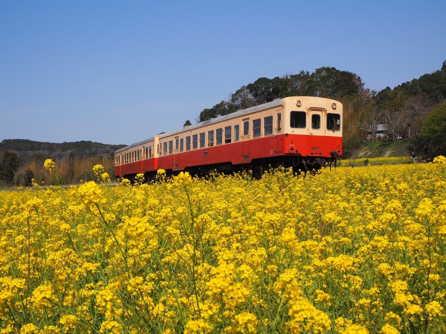 22年 石神菜の花畑 メルヘンな景色 黄色い絨毯の間をslやトロッコ列車が走り抜ける菜の花畑 Recotrip レコトリップ