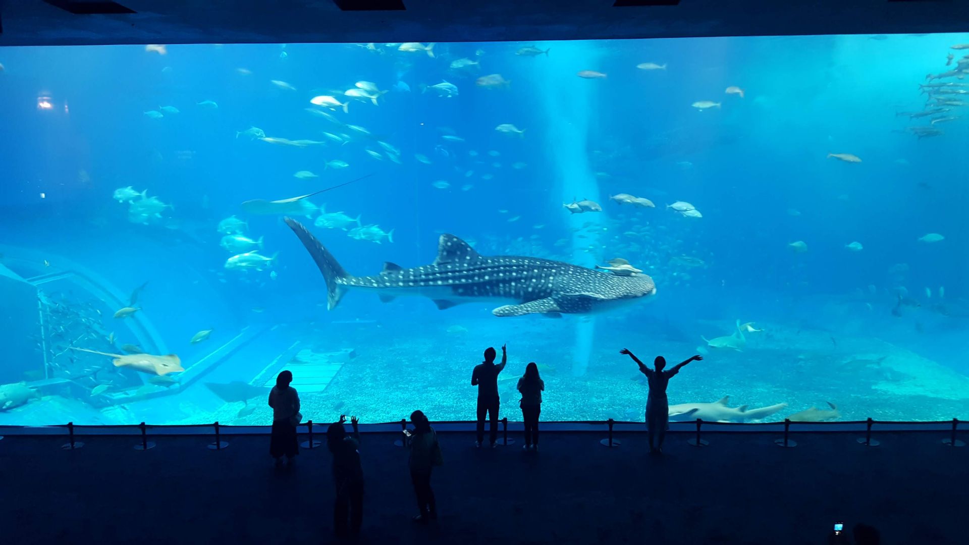 沖縄美ら海水族館 沖縄の海に出会える 美ら海水族館