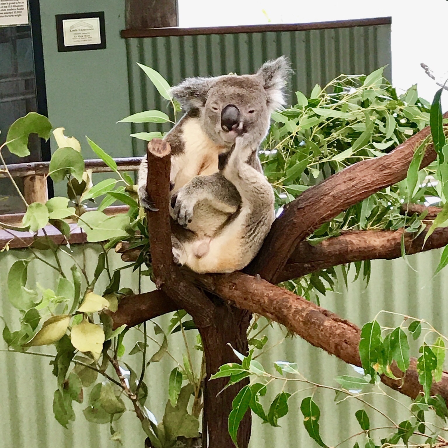 キュランダ キュランダ動物園